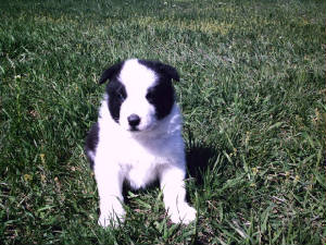 4weekpups2.jpg