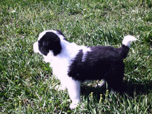4weekpups3.jpg