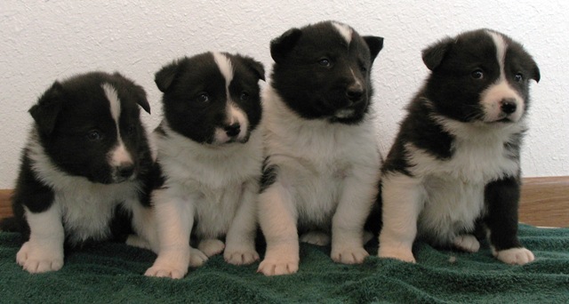 newpuppieswebsize.jpg